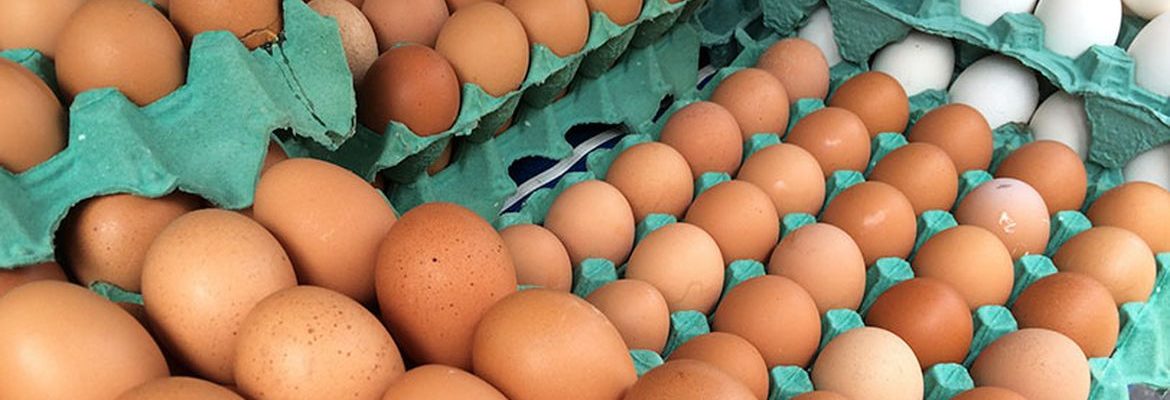 MG descarta preventivamente 450 toneladas de ovos férteis vindos do RS