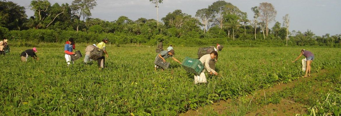CMN reduz para R$ 200 mil limite de enquadramento no Proagro