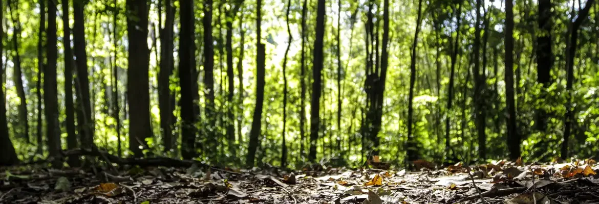 Produção florestal do país cresce 16,7% e chega a R$ 44,3 bi em 2024