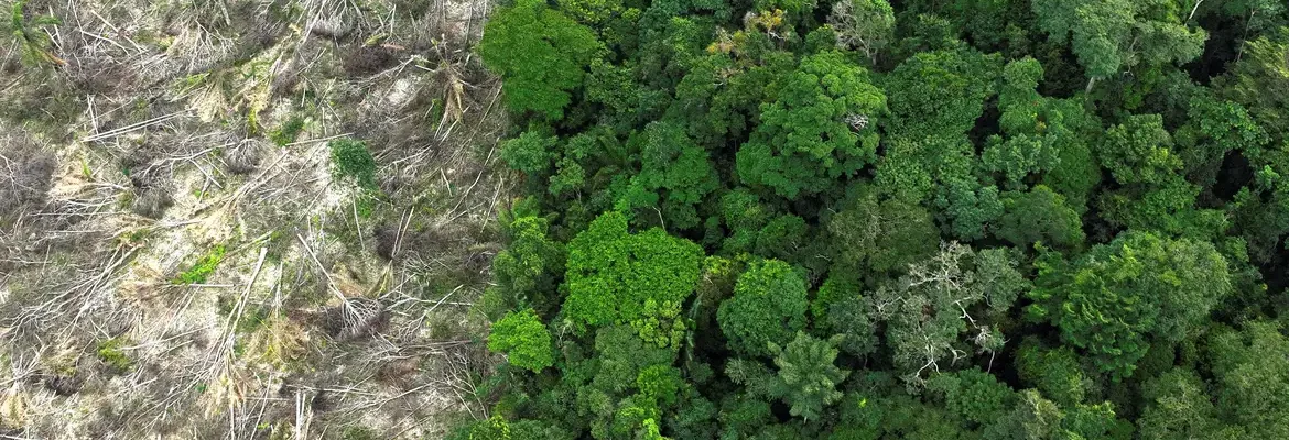 No Amazonas, 62% da exploração madeireira é feita ilegalmente